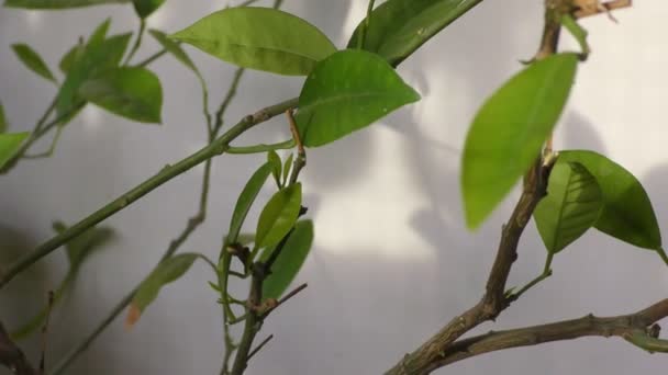 Muitas Folhas Verdes Uma Árvore Limão Com Caules Picos — Vídeo de Stock