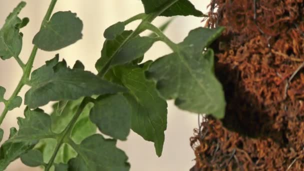 Una Pianta Pomodoro Con Foglie Verdi Bastone Muschio Verdura — Video Stock