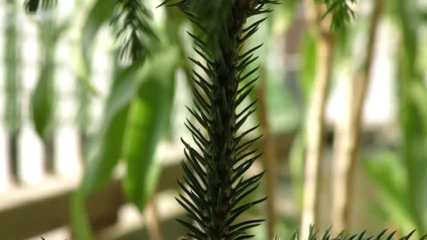 Een Dennennaaldboom Met Stekels Groene Puntige Bladeren Samen Met Andere — Stockvideo