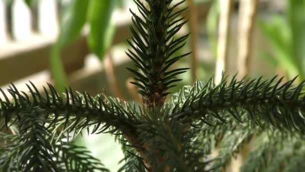 Pine Conifer Tree Spikes Green Pointed Leaves — Stock Video