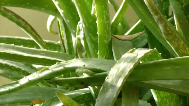 Många Aloe Vera Växter Ett Enda Utrymme Med Spikar Och — Stockvideo