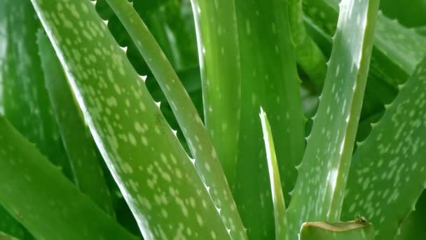 Een Groene Aloë Vera Plant Met Zijn Lange Bladeren — Stockvideo