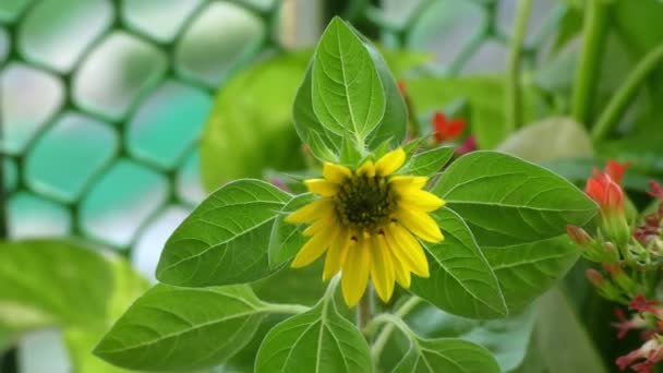 黄花一种茎上有黄花的葵花植物和背景上有栅栏的其他植物 — 图库视频影像
