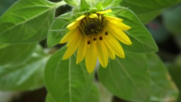 黄花一种葵花植物 茎和其它植物上有黄色的花 — 图库视频影像