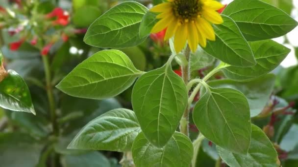 Uma Planta Girassol Com Flor Amarela Seu Caule Outras Plantas — Vídeo de Stock