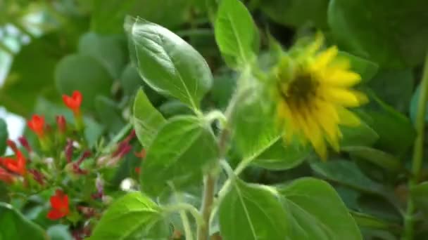Tournesol Avec Fleur Jaune Sur Tige Feuilles Vertes Simple — Video
