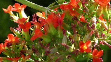 Rüzgarla savrulan yeşil yapraklı renkli ve kırmızı çiçekler.