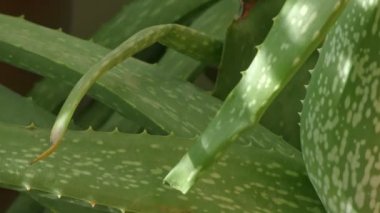 Geleneksel aloe vera bitkisinin eski yaprakları.