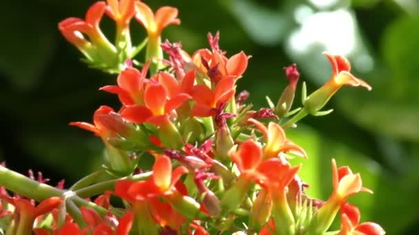 Kleurrijke Rode Bloemen Met Groene Bladeren Achtergrond Zwaaiend Met Wind — Stockvideo