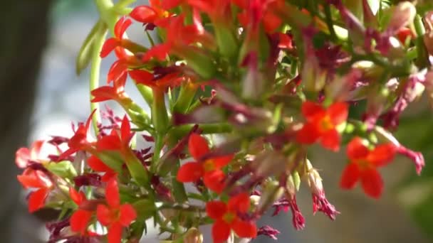 Mooie Rode Bloemen Kleine Boom Zwaaiend Met Wind — Stockvideo