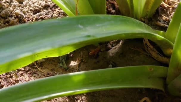 Long Leaves Green Color Rain Water Drop Travels Its Blade — Stock Video