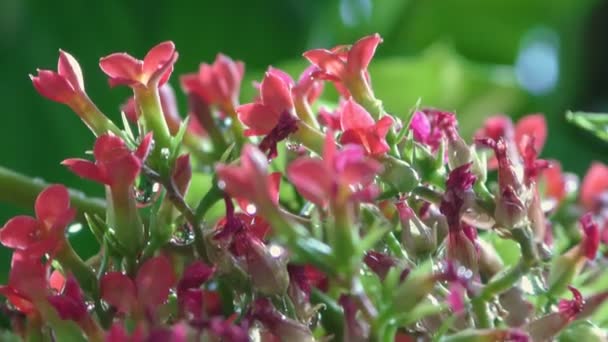 Gotas Água Chuva Caindo Sobre Plantas Verdes Flores Vermelhas Que — Vídeo de Stock