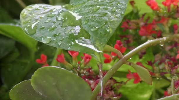 Agua Lluvia Cayendo Sobre Hojas Verdes Flores Rojas Plantas Exóticas — Vídeos de Stock