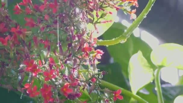 Σταγόνες Νερού Βροχής Πέφτουν Στα Πράσινα Φυτά Και Κόκκινα Λουλούδια — Αρχείο Βίντεο