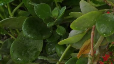 Sahnenin koyu gölgelerinde yeşil bitkilere ve kırmızı çiçeklere yağmur damlaları yağıyor..