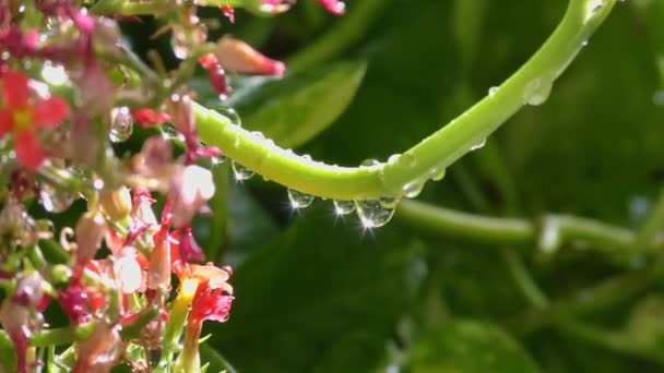 雨水滴落在绿色的植物上 红色的花和光穿过它们 — 图库视频影像