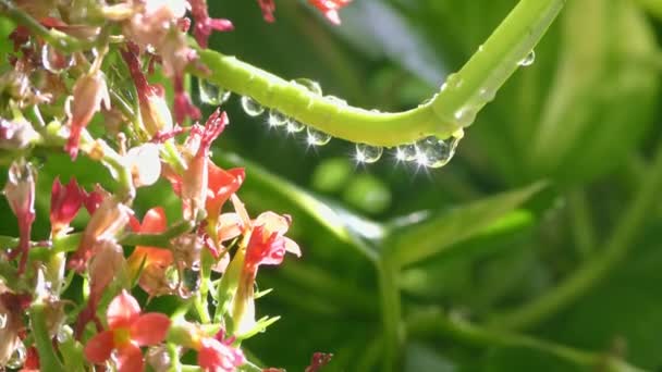 緑の植物や赤の花に降る雨の水が落ち その周りに光を形成します — ストック動画