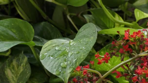 Gotas Agua Lluvia Cayendo Sobre Las Plantas Verdes Flores Rojas — Vídeos de Stock