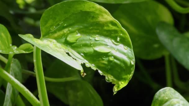 Gotas Agua Lluvia Cayendo Sobre Las Plantas Verdes Flores Rojas — Vídeo de stock