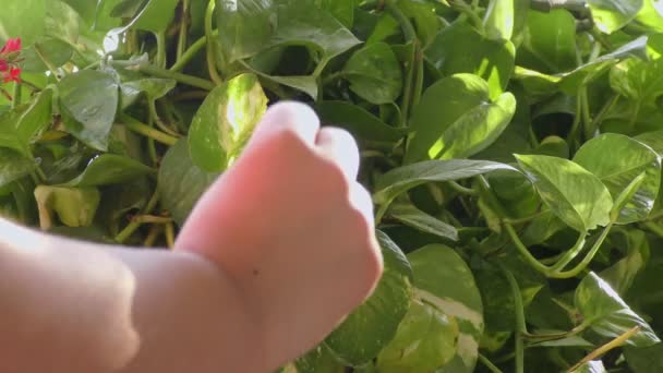 Girl Making Victory Sign Fingers Hand Displaying — Stock Video