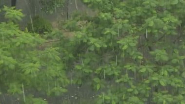 Büyük yağmur damlaları ağaçlara düşer ve onunla hareket eder..