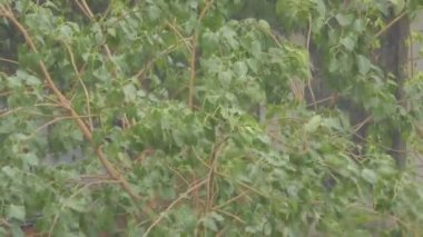 Bitkiler rüzgarla sallanıyor Yağmurda ve onunla hareket ediyor.