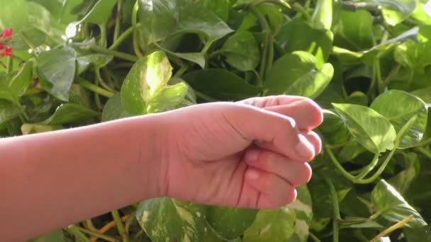 Ein Mädchen Zeigt Mit Fingern Und Händen Daumen Nach Oben — Stockvideo