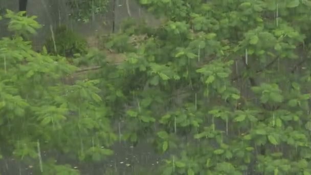 Grandes gouttes de pluie tombant sur les arbres et se déplaçant avec .