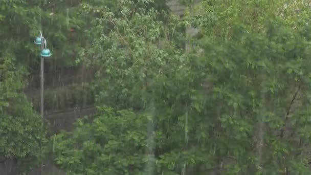 雨中的路灯和其他植物 随风飘扬 — 图库视频影像