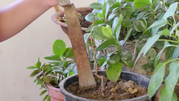 Uma Planta Está Sendo Cuidada Seu Solo Está Sendo Transformado — Vídeo de Stock