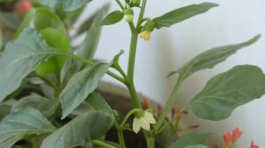 Ev bahçesinde çiçekli yeşil yapraklı Capsicum bitkisi.
