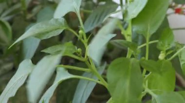 Ev bahçesinde çiçekli yeşil yapraklı Capsicum bitkisi