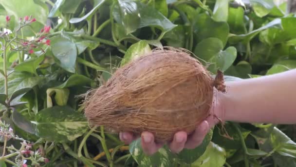 Noix Coco Sèche Avec Coquille Main Sur Plante Verte Affichage — Video