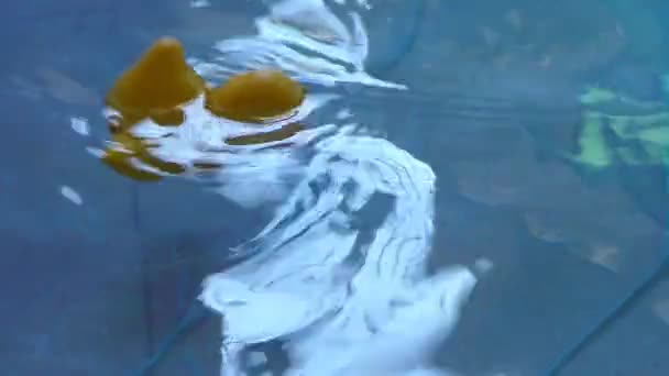 Pato Plástico Flotante Dentro Piscina Agua Azul Las Olas — Vídeos de Stock