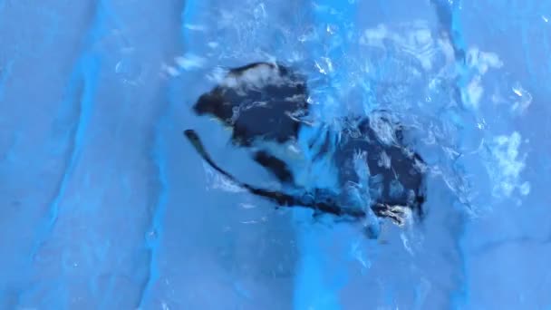 Eine Blaue Sonnenbrille Getaucht Das Tiefe Wasser Des Pools Und — Stockvideo