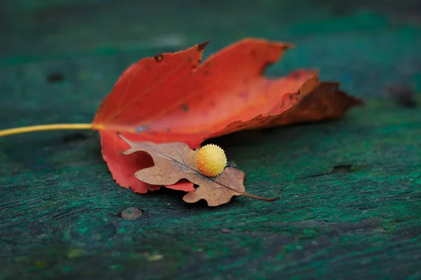 Осенние Листья Столе Ореховый Шар — стоковое фото