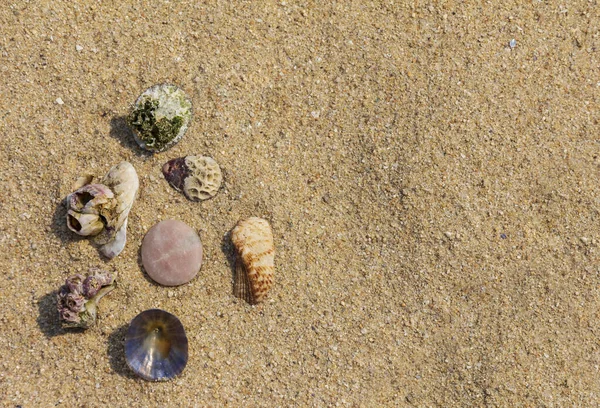 Meeresobjekte Auf Sand Urlaubshintergrund — Stockfoto