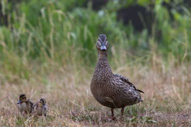 Küçük ördekleri olan yetişkin yaban ördekleri yağmur sırasında çimenli çayırlarda yürür ve beslenirler.