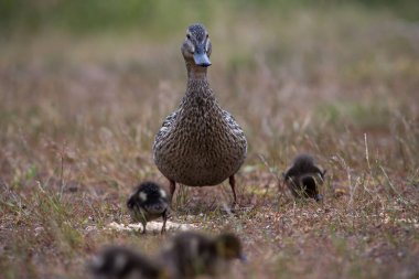 Küçük ördekleri olan yetişkin yaban ördekleri yağmur sırasında çimenli çayırlarda yürür ve beslenirler.