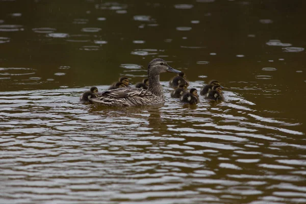 Pato Selvagem Adulto Com Pequenos Patinhos Nadam Juntos Lago Durante — Fotografia de Stock