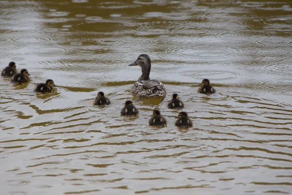 Adult wild duck with little ducklings swim together in the lake during the rain