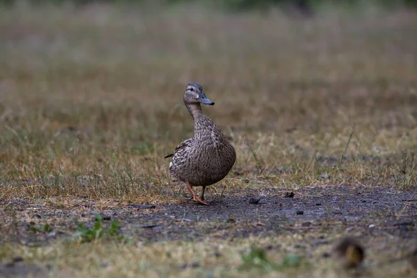 Adult Wild Duck Little Ducklings Walk Feed Grassy Meadow Rain — Stock Photo, Image