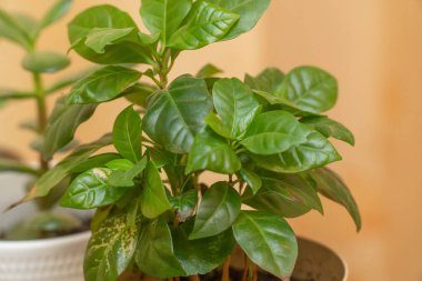 Yeşil yapraklı bir tencerede kapalı bir bitki. Bej arka plan. Yapraklar yakın plan.