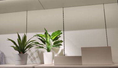 Beyaz bir vazoda yeşil bir çiçek bir rafta duruyor. Parlak bir odanın içi..