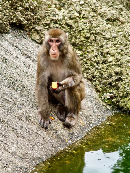 Japanese macaque eating an apple in zoo