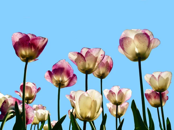 Purple and yellow tulips as silhouettes against a blue sky, photographed from below, in a world famous park, Keukenhof\