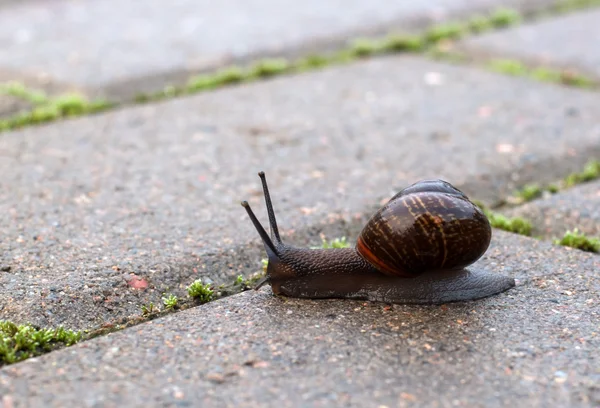Snail crawling on a cloudy day. — Stock Photo, Image