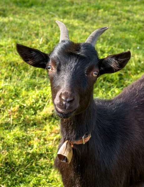 Портрет молодої чорної кози . — стокове фото