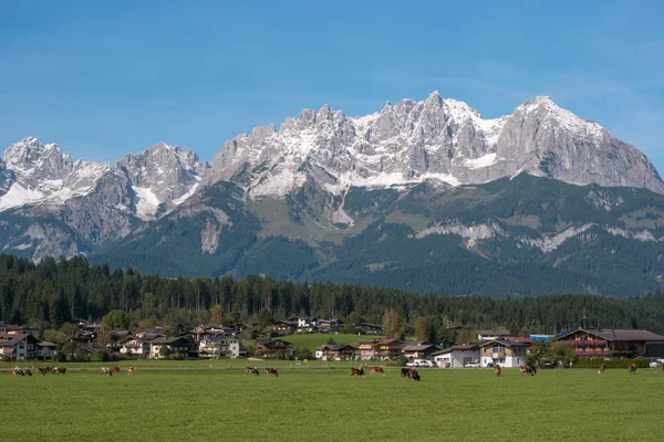 Vista dos Altay Alpes, aldeia e vacas pastando . — Fotografia de Stock