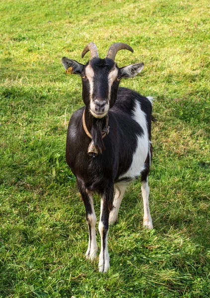 Чорно-біла коза на фоні трави . — стокове фото